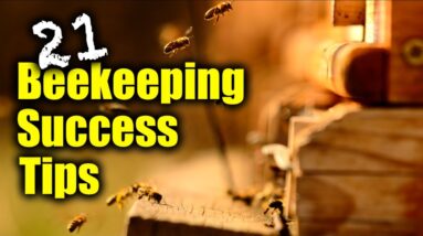 BeeKeeping For Beginners - 21 Success Tips From Inside The Hive