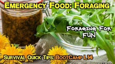 Emergency Food: Foraging